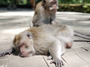Monkeys at Sacred Monkey Forest in Ubud, Bali, Indonesia