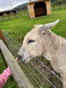 donkey at Isle of Wight Donkey Sanctuary