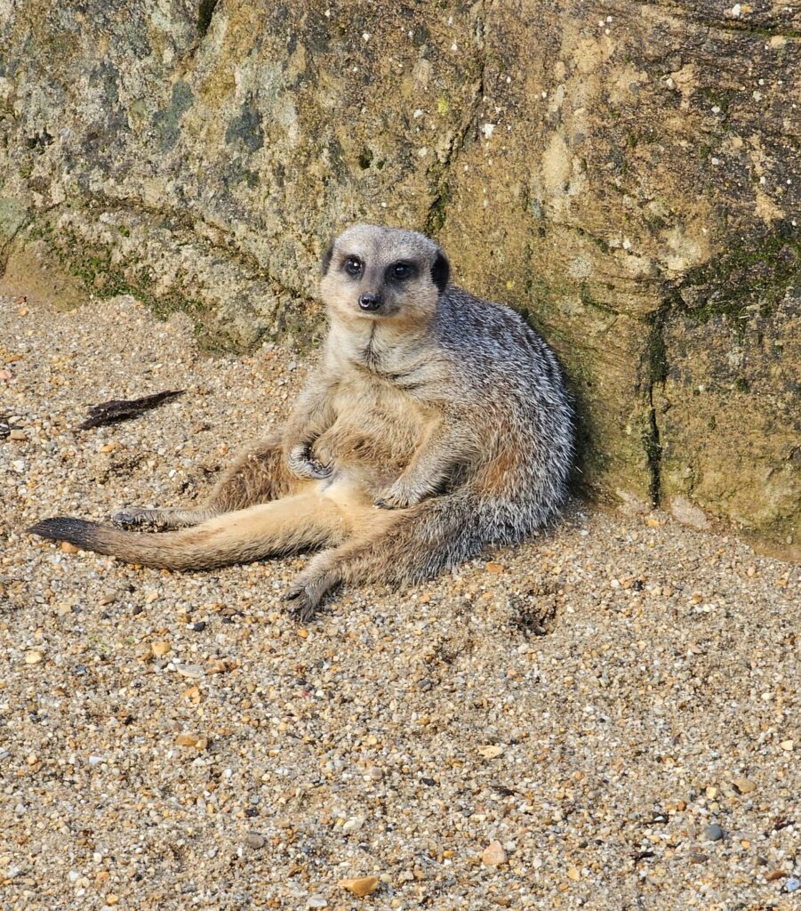 Meerkat at Wildheart Animal Sanctuary, IOW, UK