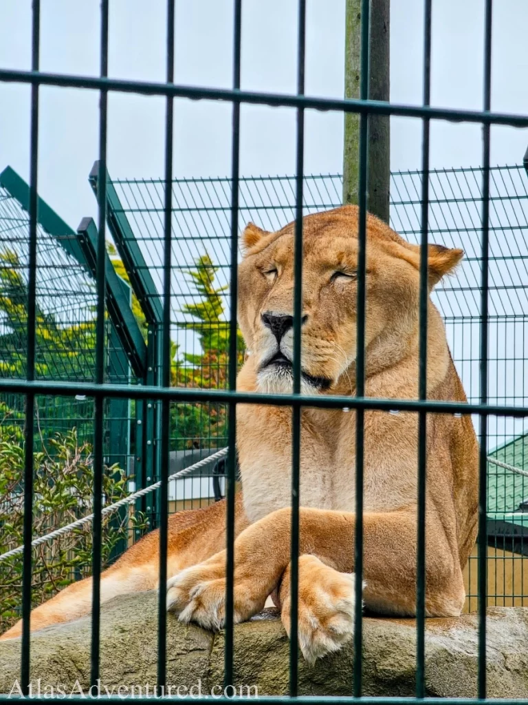 Sandown animal attractions