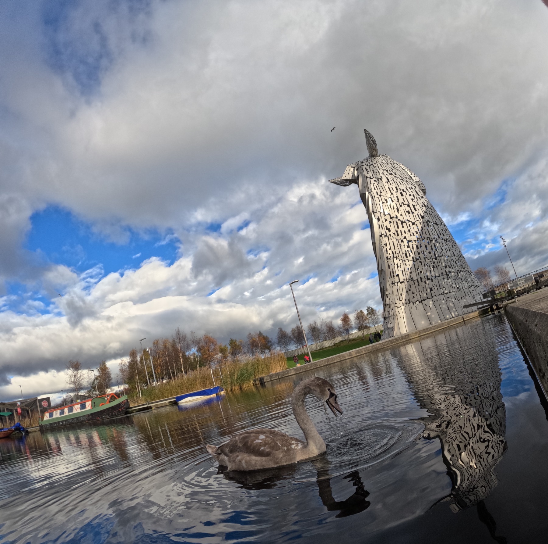 baby swan outside The Kelpies statue in Falkirk, Scotland