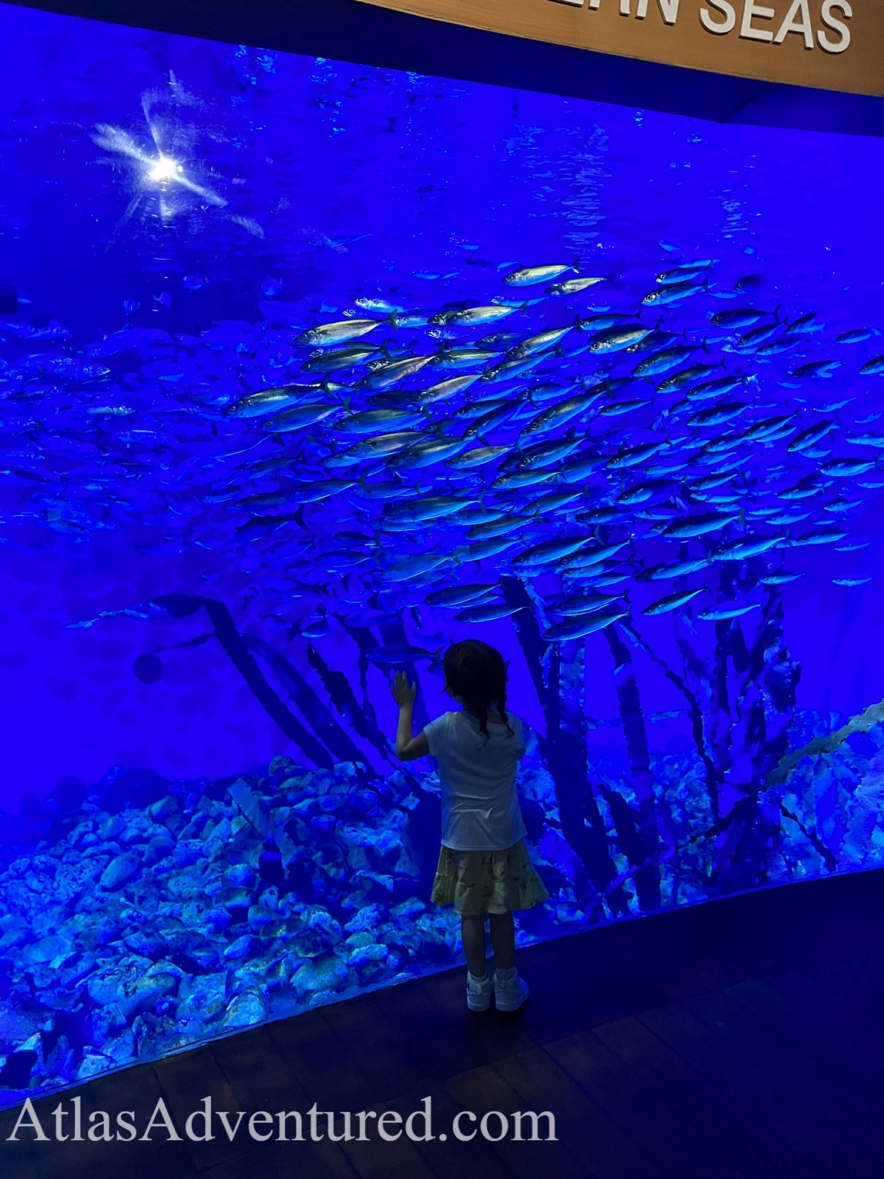 L'Oceanografic in Valencia, Spain