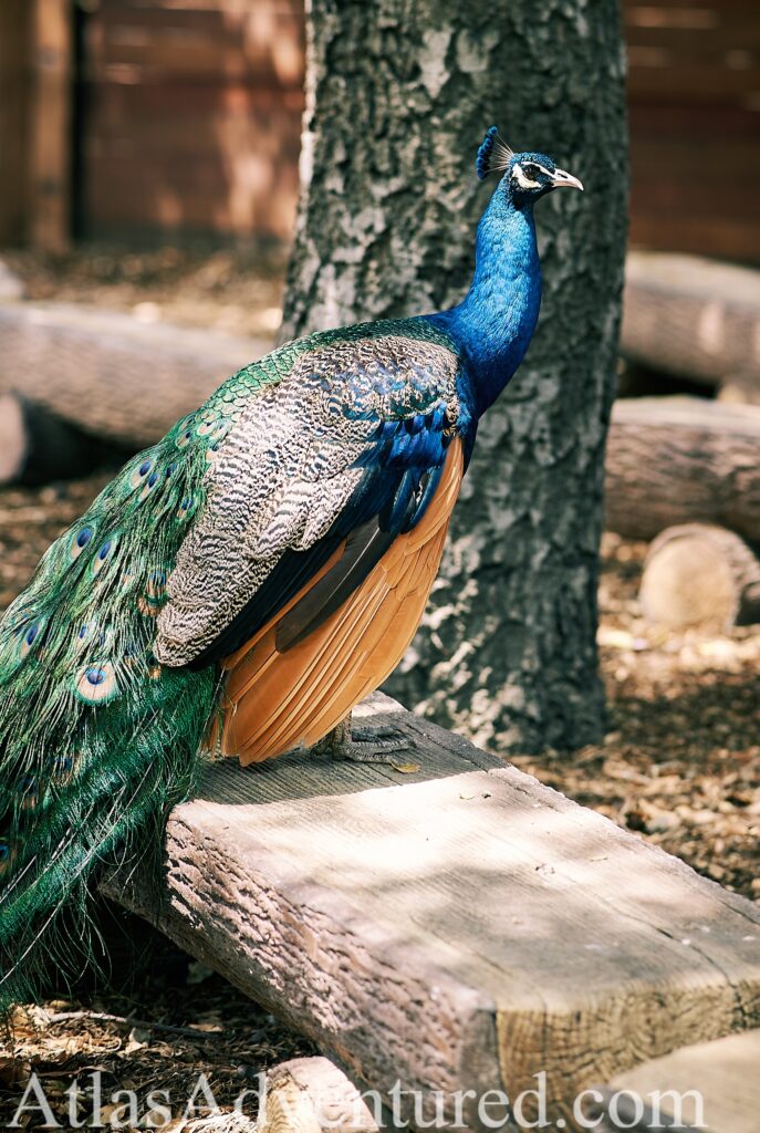 Peacock at the OC Zoo located within Irvine Regional Park
