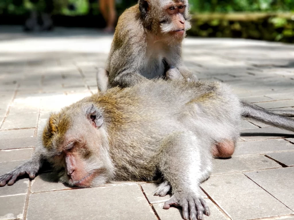 Ubud Monkey Forest in Bali, Indonesia