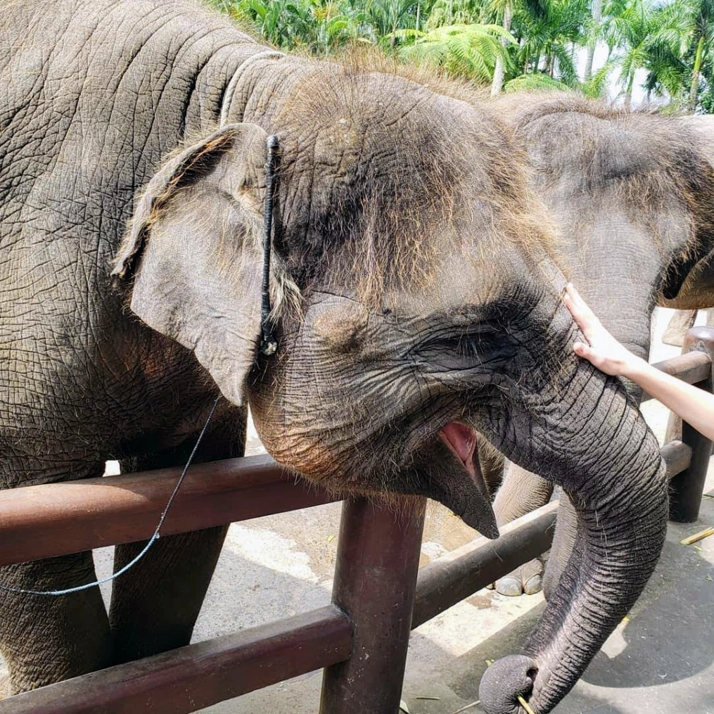 Elephant Sanctuary in Bali, Indonesia