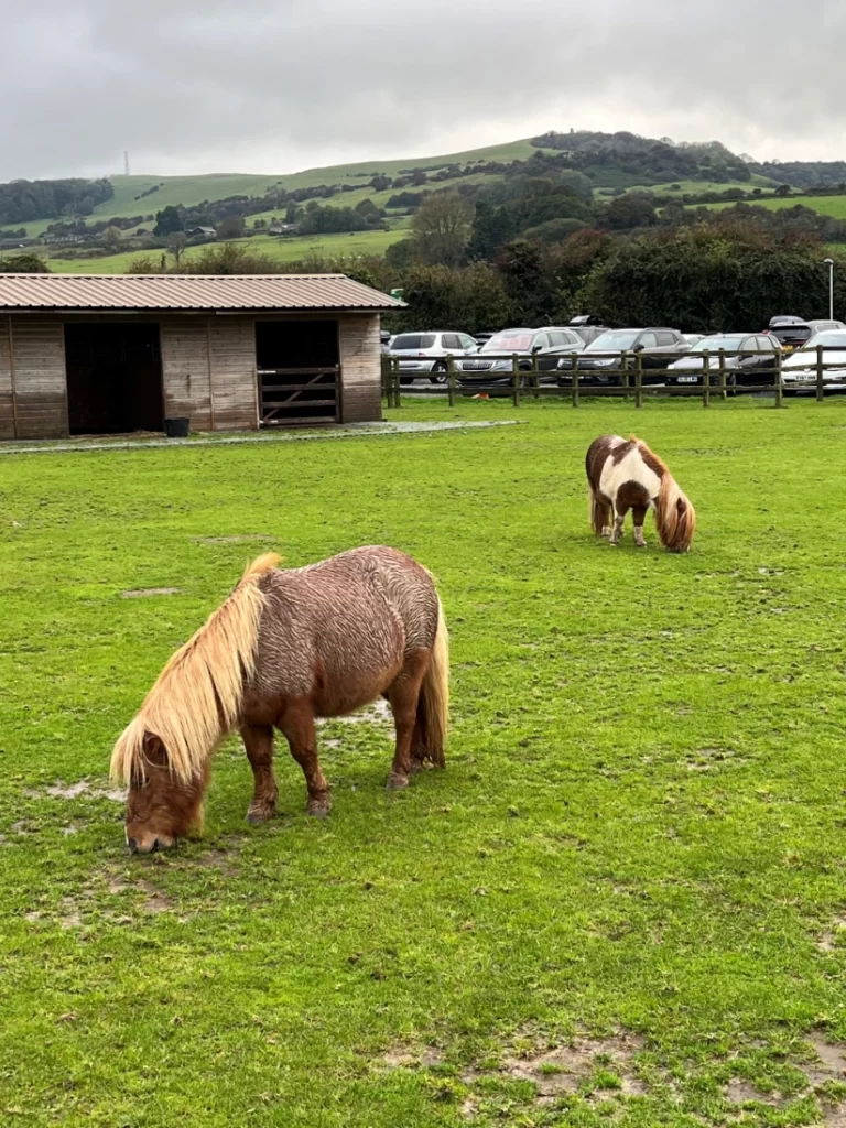 Ponies at the Donkey Sanctuary IOw