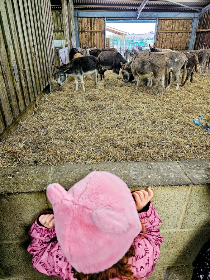 Donkeys in the barn