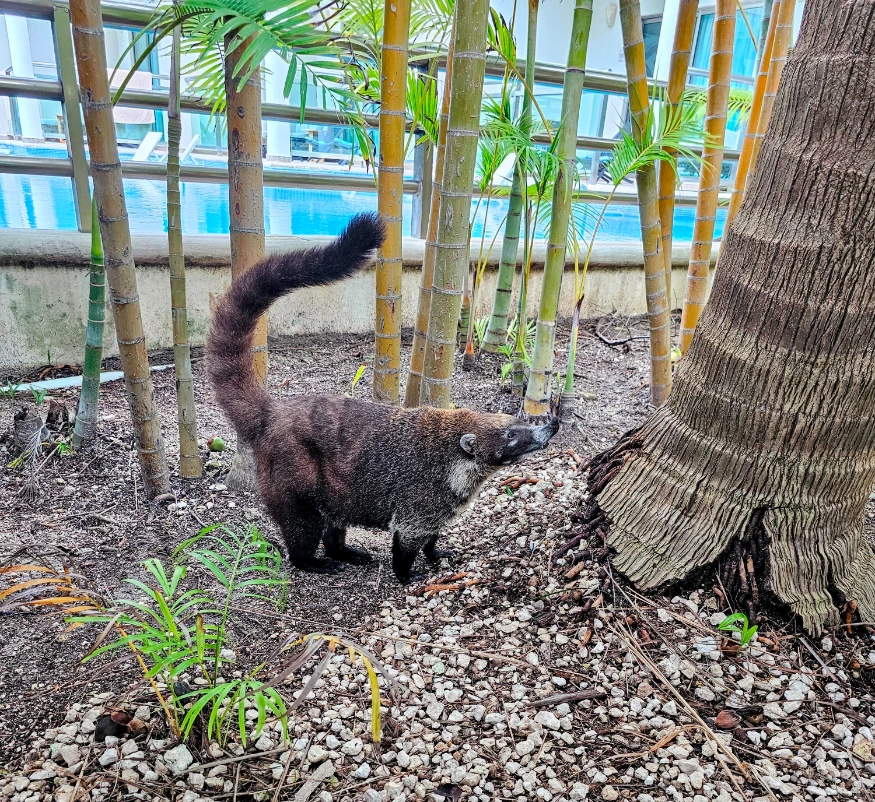 Look out for the cute Coati of Riviera Maya