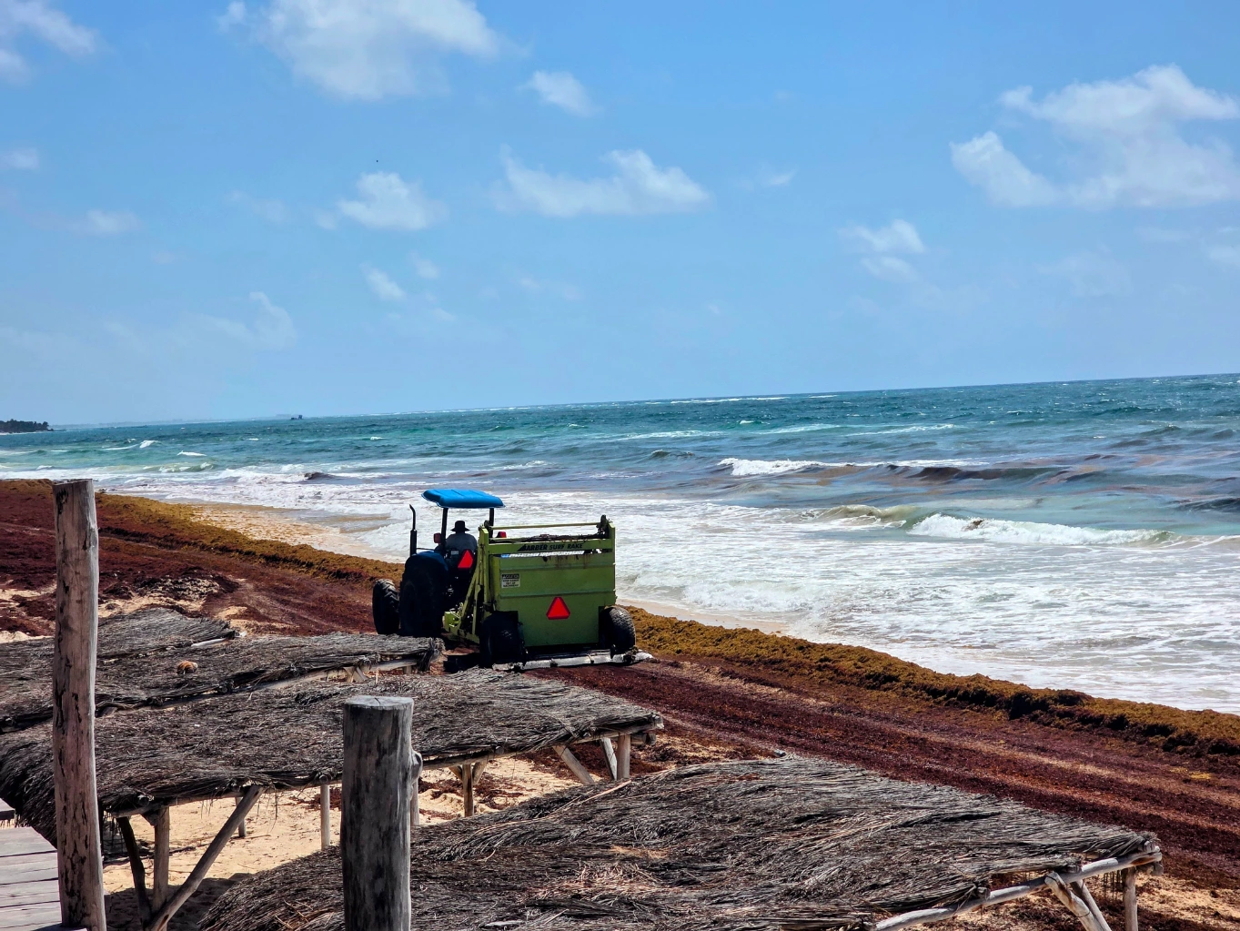Sargassum cleanup in Tulum Beach / Hotel zone Mexico