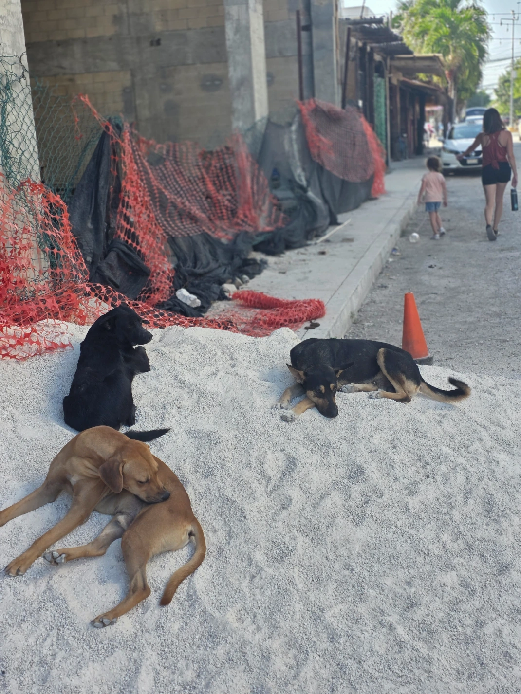 Stray dogs resting in Tulum Mexico - TG