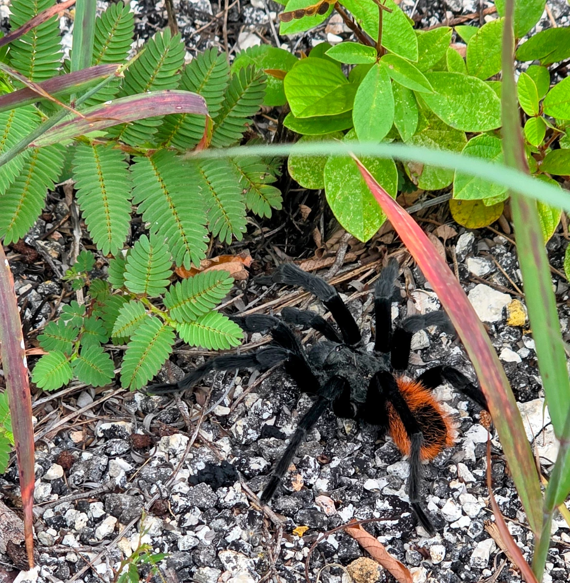 Tarantula on Chichen Itza day trip from Playa del Carmen