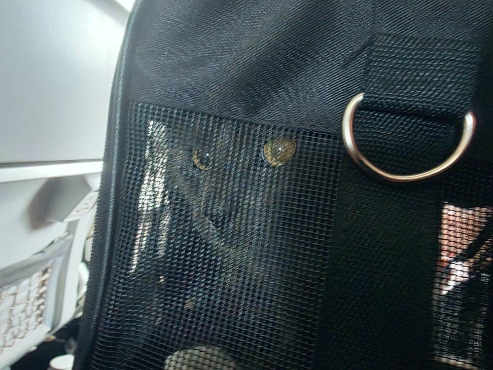 Flying with our cat