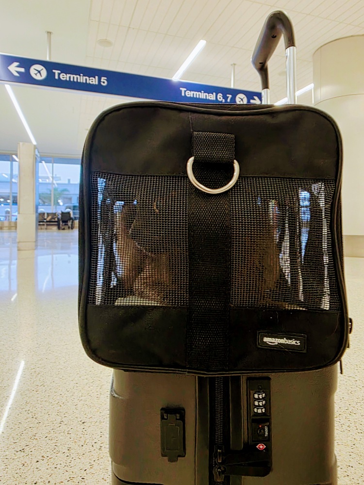 traveling with pets to mexico
