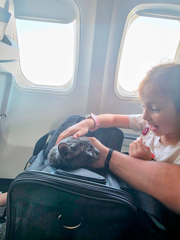 Our cat enjoying the flight to Mexico