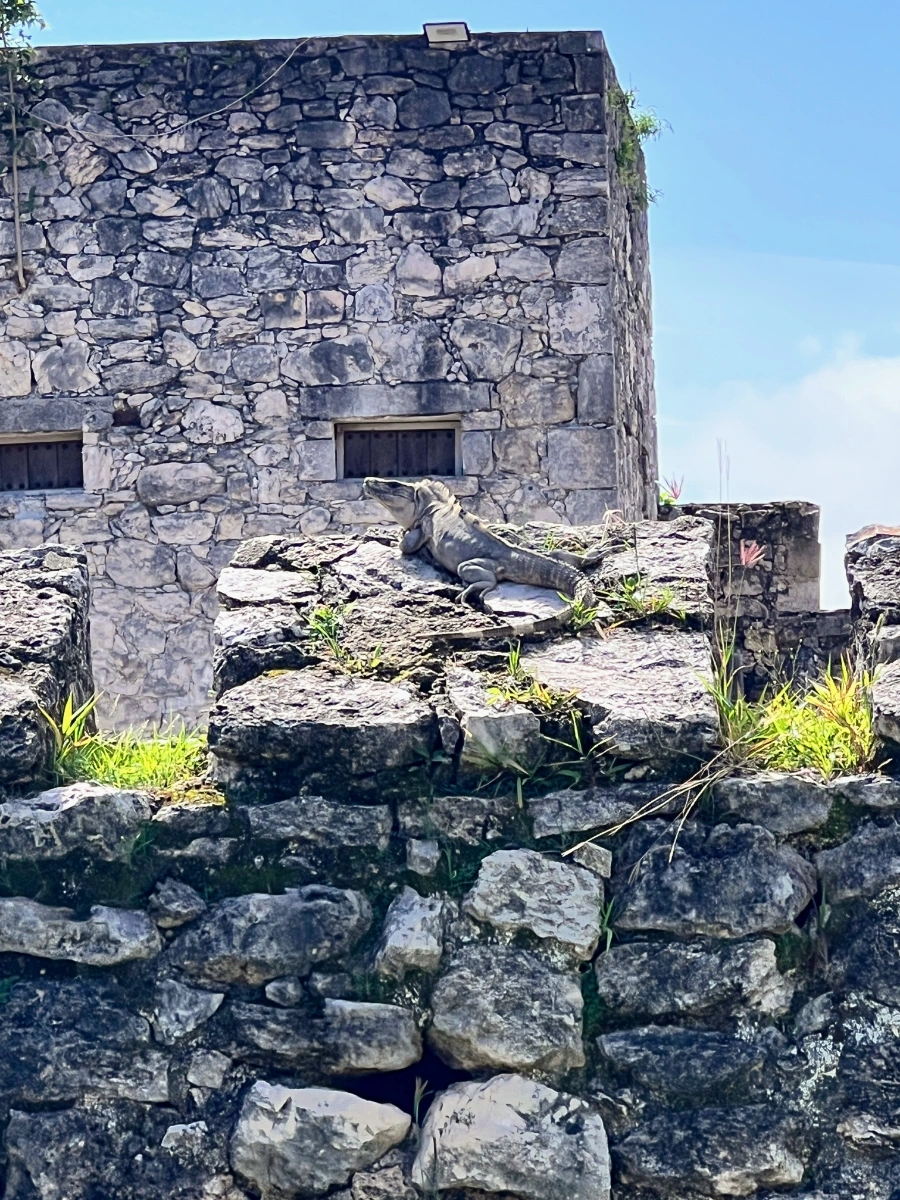 Iguana spotting on San Felipe Fort in Bacalar