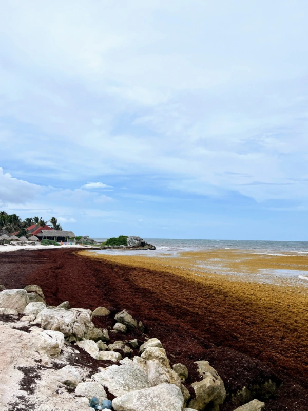 Sargassum in Tulum