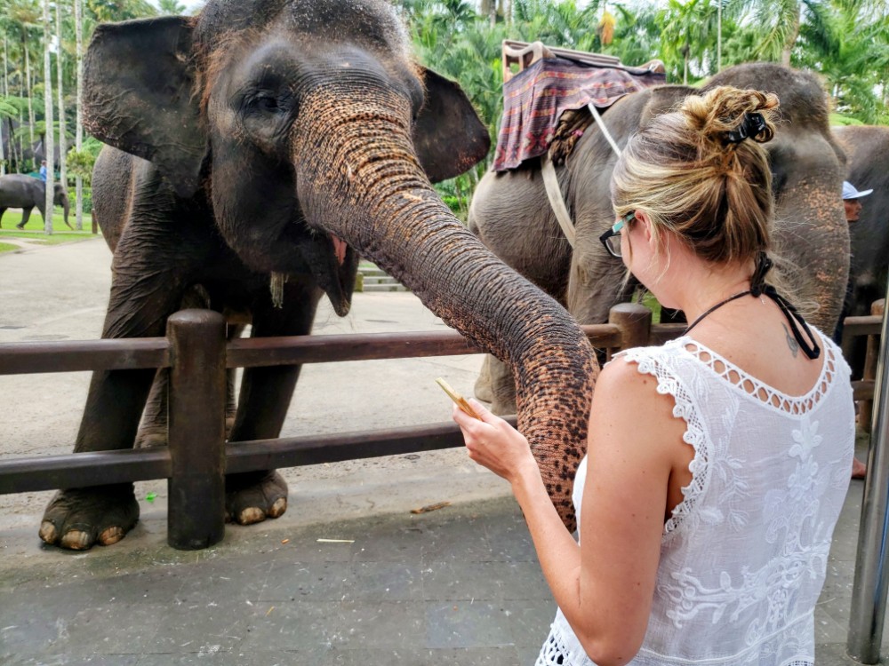 Feeding the elephants at the Elephant Sanctuary in Bali Indonesia.