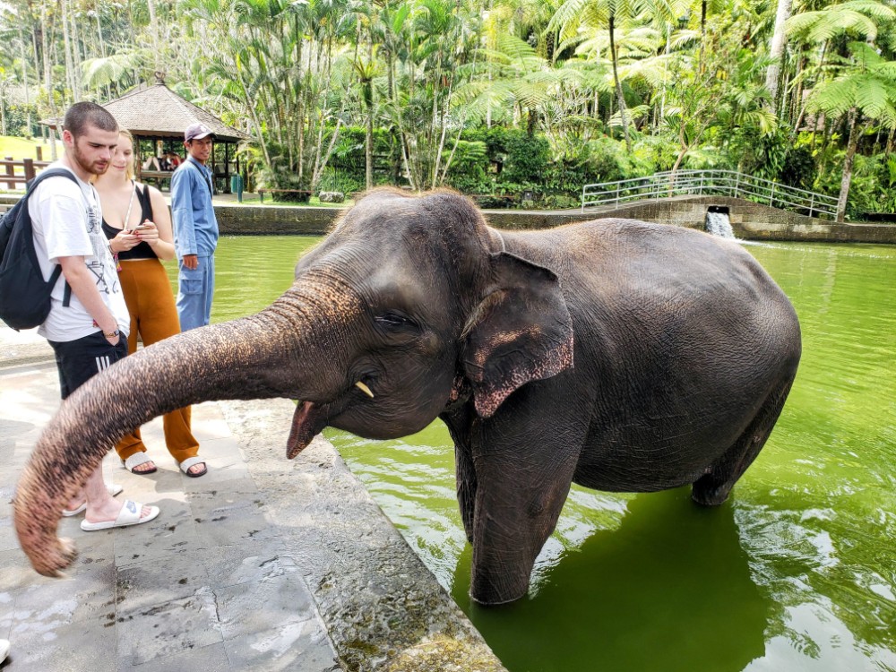 Mason Elephant Sanctuary Bali Indonesia
