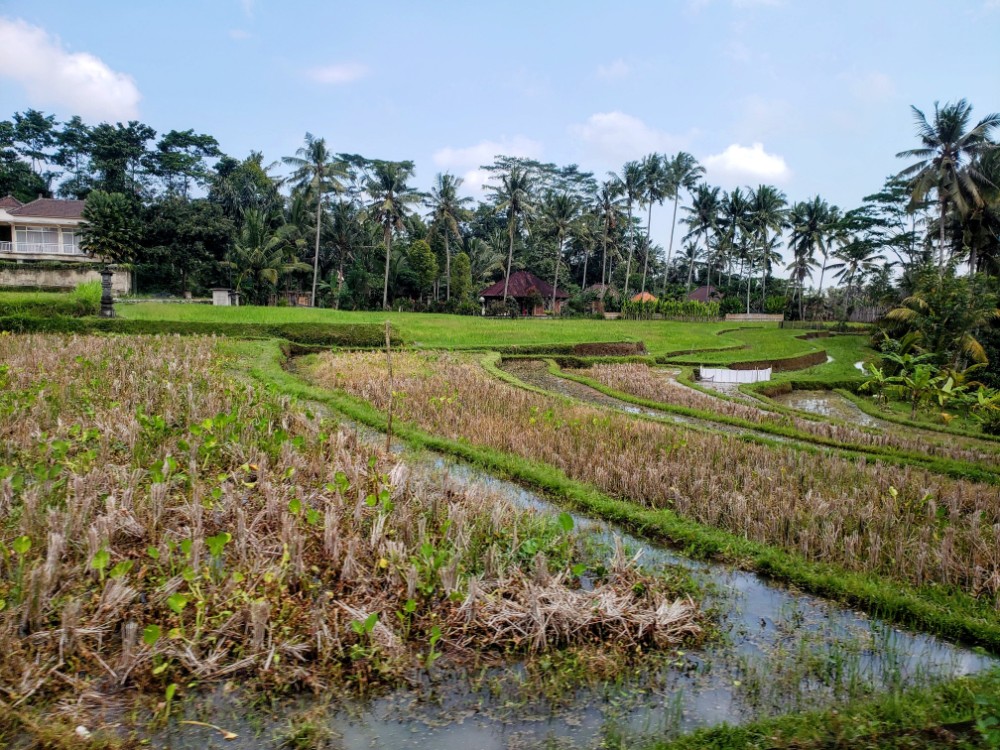 Neighborhood in Ubud Bali
