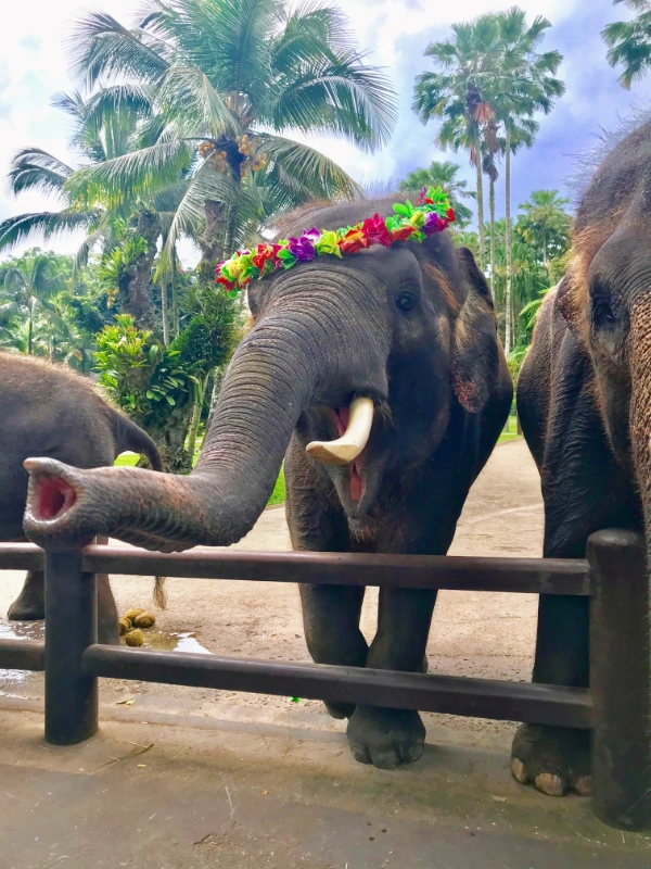 Mason Elephant Sanctuary in Bali
