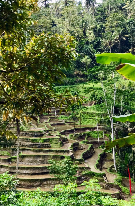 Rice terrace in Ubud Bali