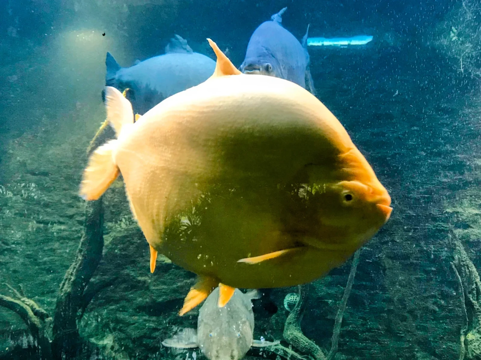 Fish in Gardens by the Bay. How expensive is Singapore