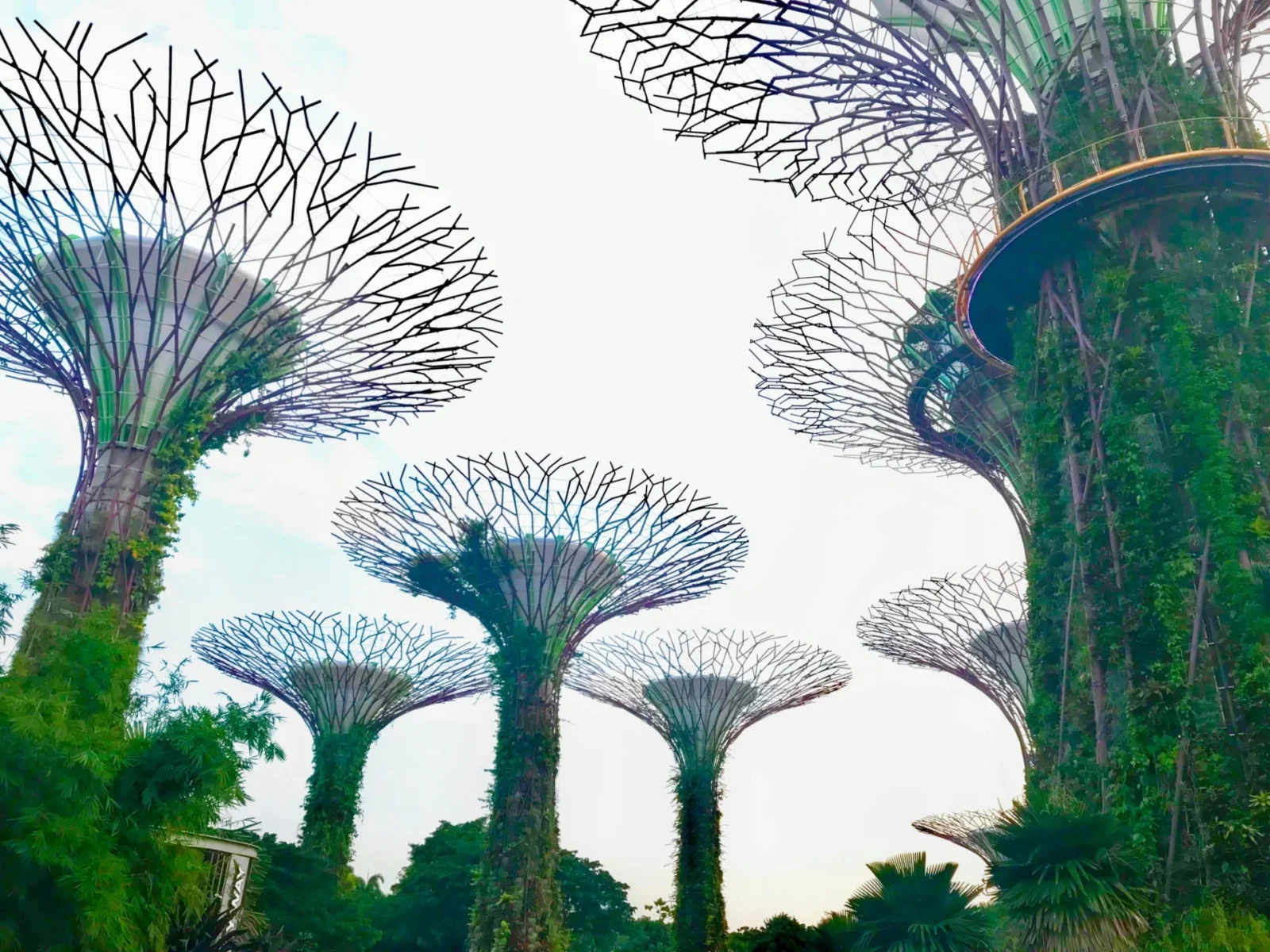 Trees in Gardens by the Bay Singapore budget travel tips